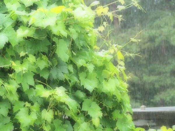 Close-up of some vines during a heavy downpour of rain — Stock Photo, Image