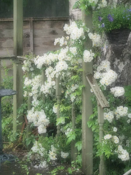 Красива блідо-біла альпіністська троянда з безліччю квітів, що претендують на садовий притулок — стокове фото