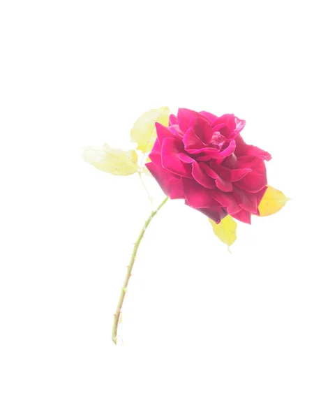 A beautiful dark red rose seen against an isolated white background — Stock Photo, Image