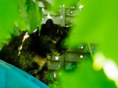 Güzel bir kaplumbağa kabuğu kedisi, bahçedeki sarmaşık yapraklarının arasında gizlenir.