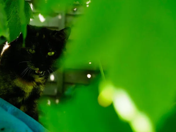 A beautiful tortoiseshell cat is seen hidden amongst some vine leaves in a garden — Stock Photo, Image