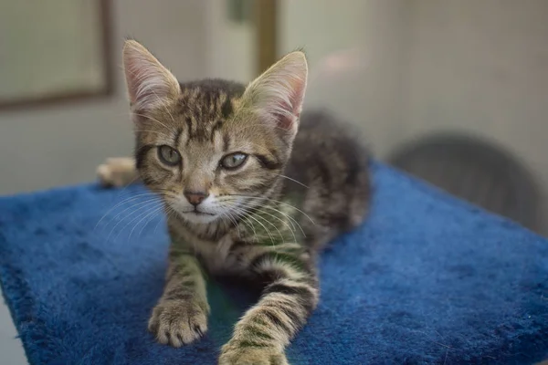 A tiny adorable tabby kitten — Stock Photo, Image