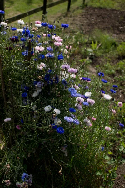 Portrait of some colourful cornflowers growing in a garden — Stock fotografie