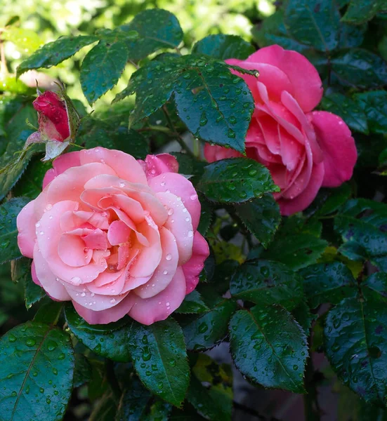 いくつかのかなりピンクのバラの上に雨滴 — ストック写真