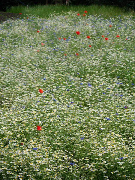 Пластырь из дайзи и других полевых цветов — стоковое фото
