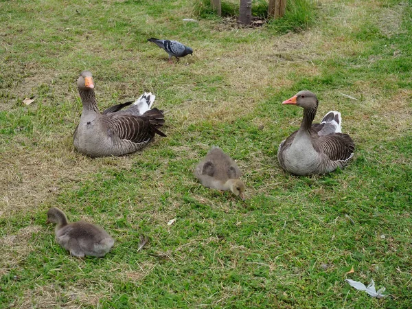 Dos gansos adultos y dos goslings bebé descansando sobre un poco de hierba — Foto de Stock