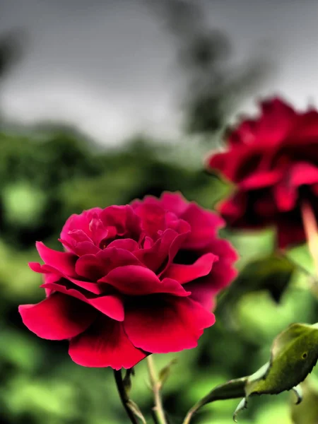 赤バラの劇的なハイコントラストセミアブストラクト写真 — ストック写真