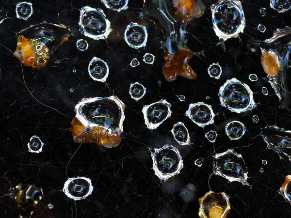 Una macro toma de algunas gotas de agua atrapadas en una tela de arañas —  Fotos de Stock