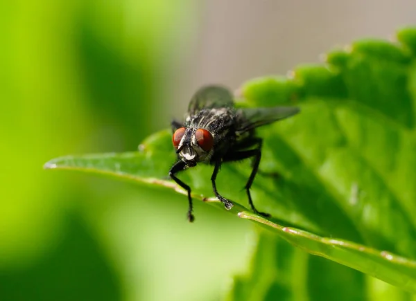 Una mosca de caballo vista en primer plano descansando sobre una hoja — Foto de Stock