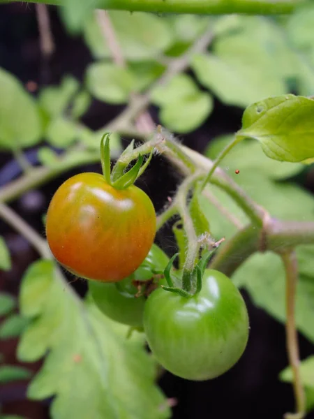 Close-up of some tomatoes growing two green and one ripening to red — Stock Photo, Image