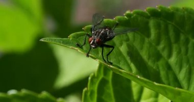 Yaprağın üzerinde dinlenen at sineğinin kısa 4k video klibi