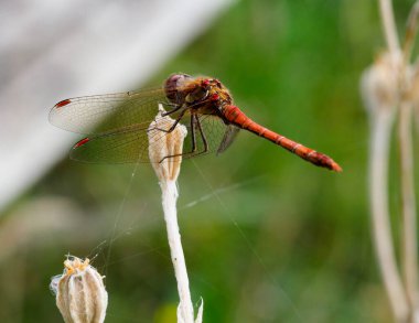 Büyük turuncu kahverengi bir yusufçuk çiçek sapının üzerinde dinleniyor.