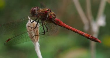 Bitki sapında dinlenen büyük turuncu kahverengi bir yusufçuğun 4K video klibi.