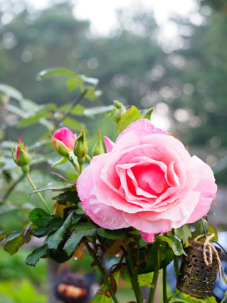 新芽のある大きなピンクのバラの花 — ストック写真