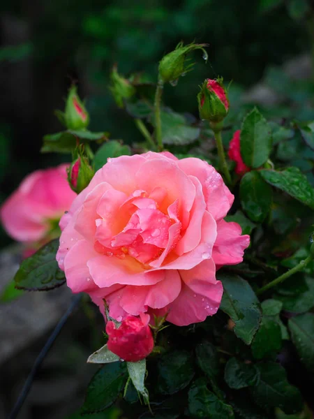 Piękna różowa róża otoczona ciemnozielonymi liśćmi — Zdjęcie stockowe