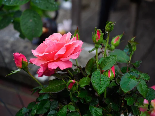 濃い緑色の葉に囲まれた美しい深いピンクのバラ — ストック写真