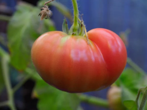 Um tomate beefsteak grande herança mostrado em um estado semi maduro — Fotografia de Stock