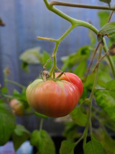 A large heritage beefsteak tomato shown in a semi ripe state — Stock Photo, Image
