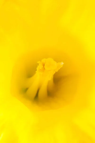 Macro primo piano del centro di un fiore narciso giallo vivo e brillante — Foto Stock