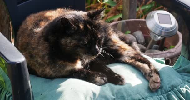 Відео каліко черепаха кішка відпочиває на сонці — стокове відео