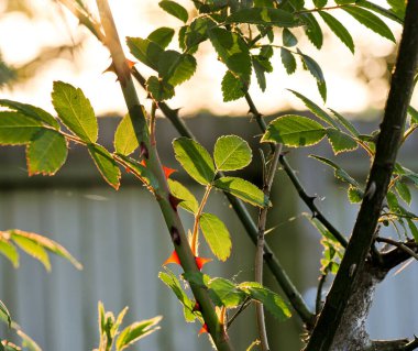 Yaprak detaylarını gösteren arka plandaki güllerin romantik yakın çekimi