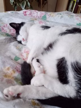 Olgun beyaz ve siyah bir erkek kedi yatakta dinleniyor.