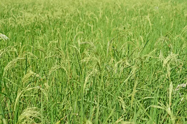 Arroz paddy no campo — Fotografia de Stock