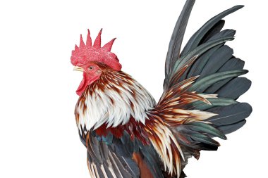 beyaz zemin üzerinde horoz closeup