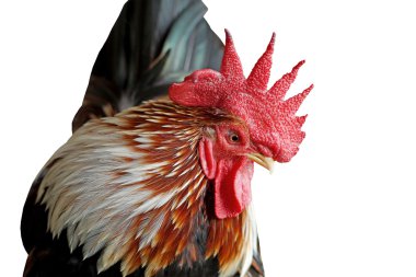 horoz üzerinde beyaz izole closeup