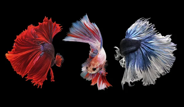 Betta peces, peces siameses de lucha aislados en negro —  Fotos de Stock