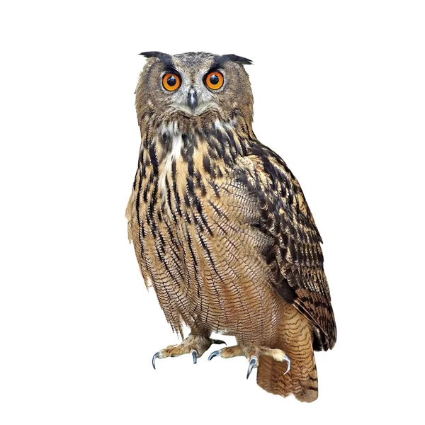 Beautiful great owl isolated on white — Stock Photo, Image