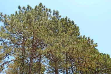 yeşil çam ağacı orman 