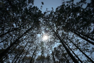 çam ağacı orman silüeti 