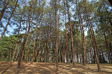 yeşil çam ağacı orman 