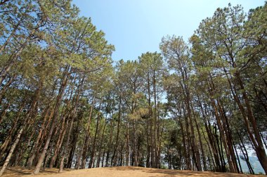 yeşil çam ağacı orman 