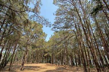 yeşil çam ağacı orman 