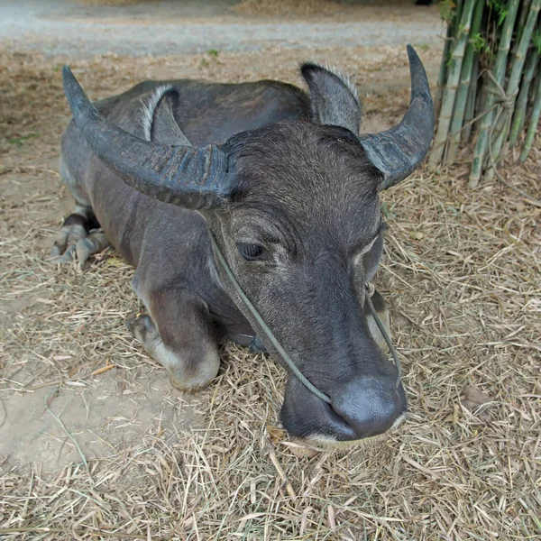 Asiatischer Wasserbüffel oder Bubalus bubalis — Stockfoto