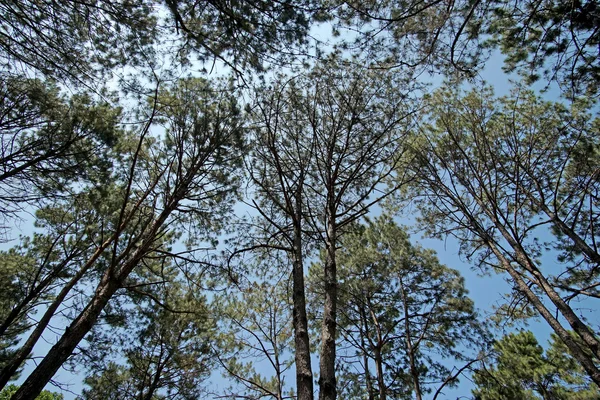绿松树森林 — 图库照片