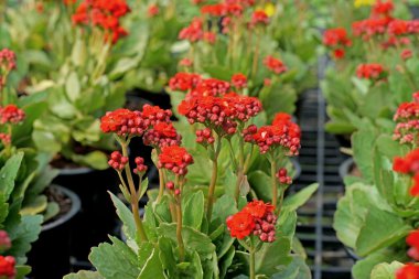 yanan katy veya aranjmani blossfeldiana