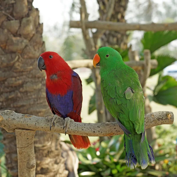 Eclectus 앵무새 (뉴기니 아) — 스톡 사진