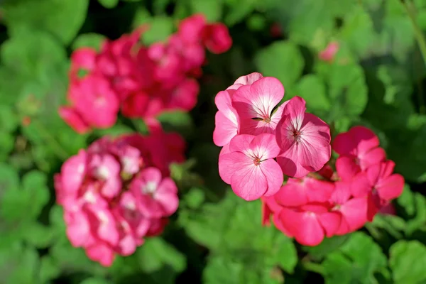 Rosafarbene Blüte von plumbago auriculata — Stockfoto