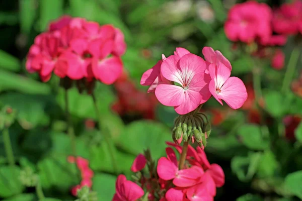 Růžový plumbago auriculata květ — Stock fotografie