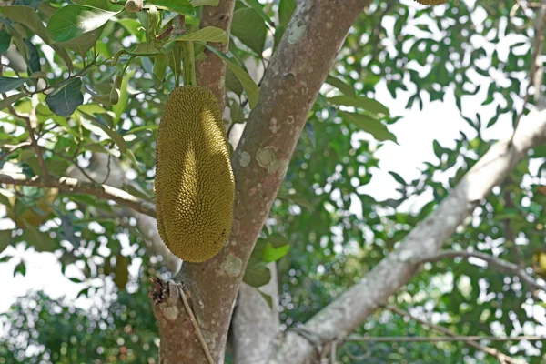 Young jackfruit on jackfruit tree — Stock Photo, Image