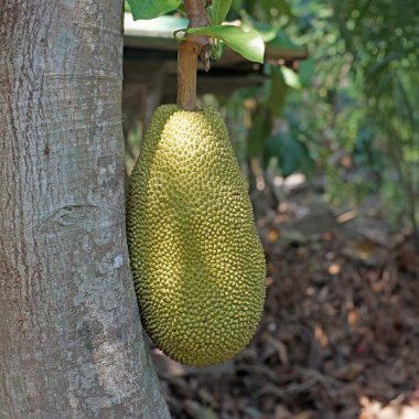 nefesi ağaç üzerinde genç nefesi 