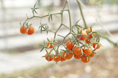 Ağaçta asılı üzüm veya kiraz domates
