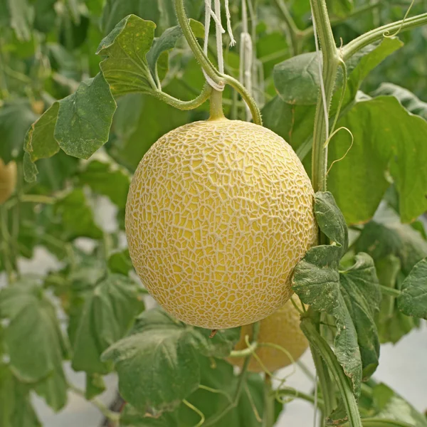 Cantaloupe Melone wächst im Gewächshaus — Stockfoto