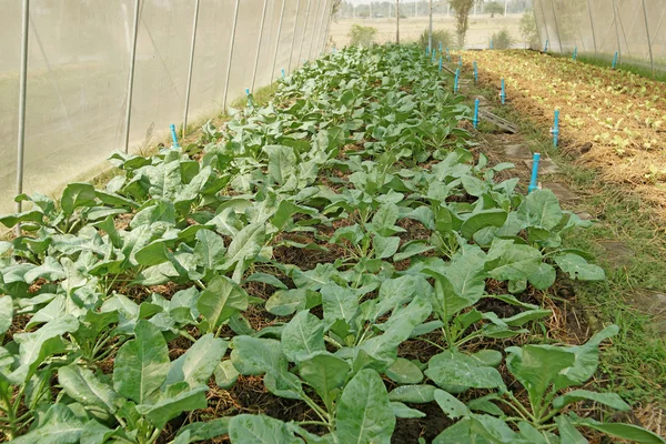 Organiczne chiński kale w szklarni uprawne — Zdjęcie stockowe
