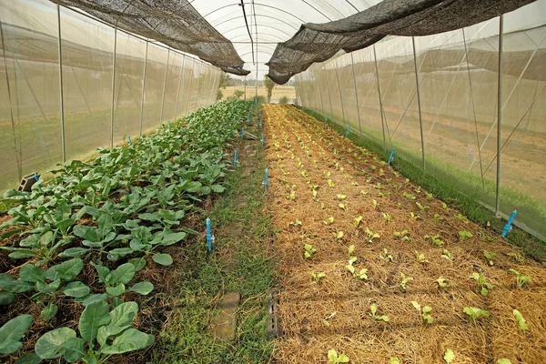 Organiska kinesiska grönkål i odlade växthus — Stockfoto