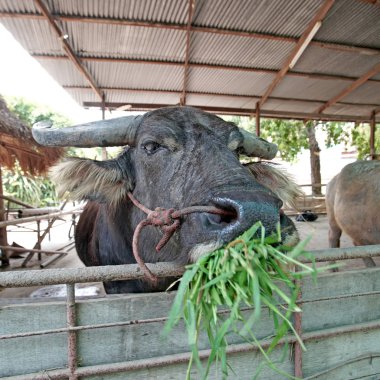 Asya su aygırı veya bubalus bubalis 