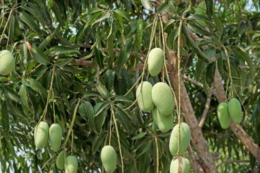 Mango ağacı üzerinde genç mango 